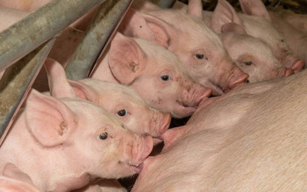 В Суземском районе на Брянщине увеличилось производство мяса