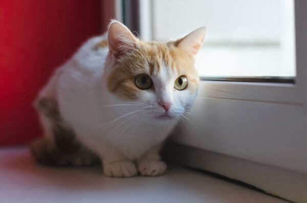 Первое брянское котокафе откроется благодаря центру «Мой Бизнес»