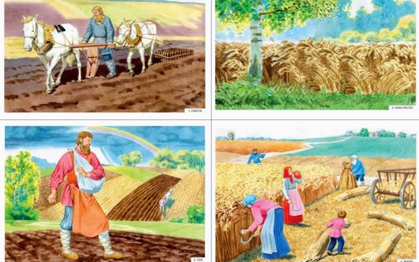 Как наши хлеб растили