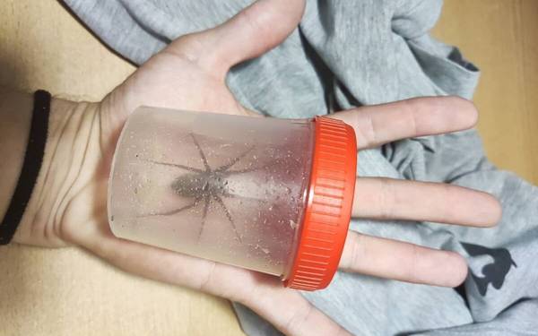 На Брянщине обнаружен один из крупнейших пауков Европы