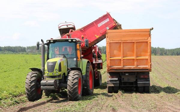 По итогам прошлого года самый высокий урожай картофеля собрали стародубские аграрии