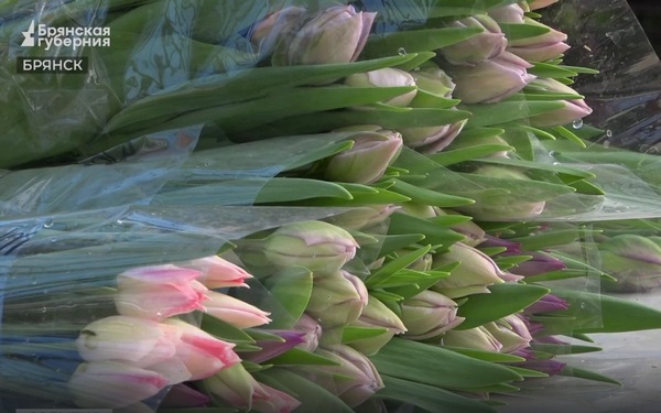 В брянских теплицах срезают первые тюльпаны