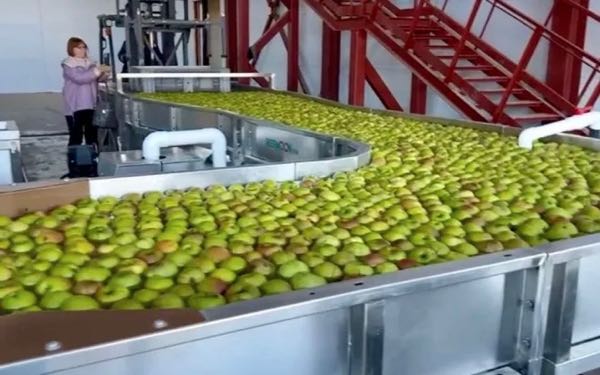 В конце апреля на Брянщине будет запущено крупнейшее плодохранилище