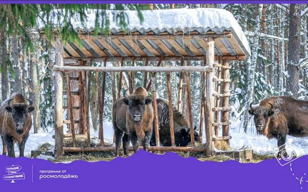 В финальный всероссийского конкурса вышел заповедник «Брянский лес»