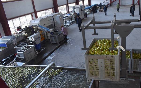 Новый автоматизированный комплекс по сортировке яблок запустил в работу «Брянский сад»