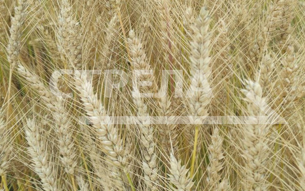 Посевная площадь сельскохозяйственных культур на Брянщине составит порядка 930 тыс. га