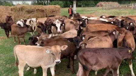 В колонии-поселении №3 Брянской области активно развивают подсобное хозяйство