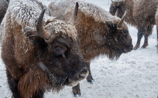 Заповедник «Брянский лес» участвует в конкурсе главных достопримечательностей страны