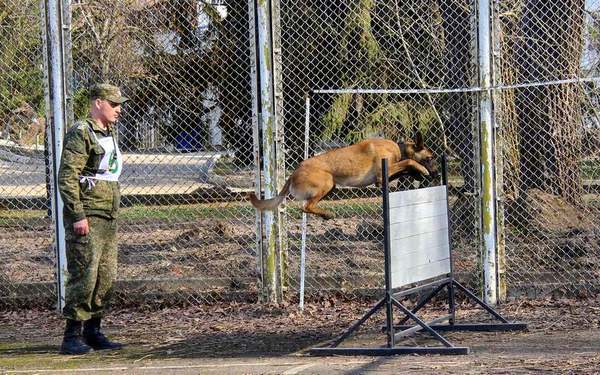 На чемпионате таможенных органов ЦФО кинологи Брянской таможни завоевали «золото»