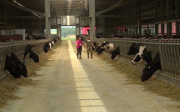 Сельхозпроизводители Брянщины подключаются к новой системе учета животных