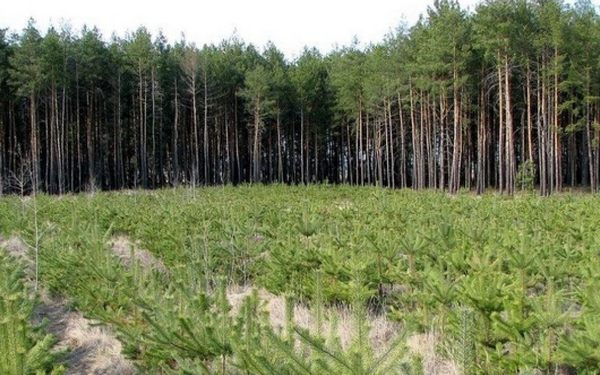 В 2024 году на Брянщине проведут лесовосстановление на площади 3,8 тыс. га