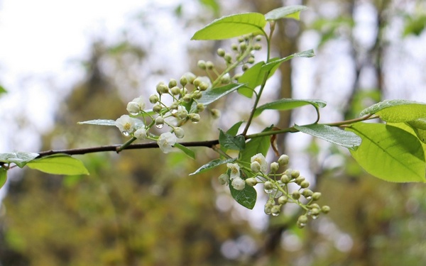 В заповеднике «Брянский лес» разгар весны