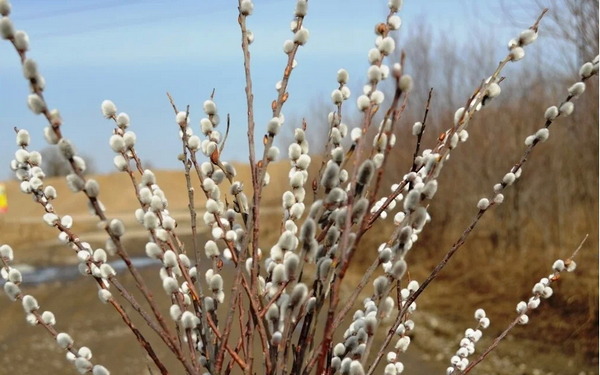 Православные жители Брянской области празднуют Вербное воскресенье