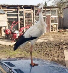 В Международный день птиц рассказали о  спасённом аисте в Трубчевском районе