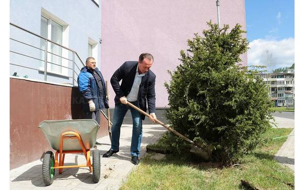Очередная партия туй и можжевельников высажена на территории ФОК «Бежица» в Брянске