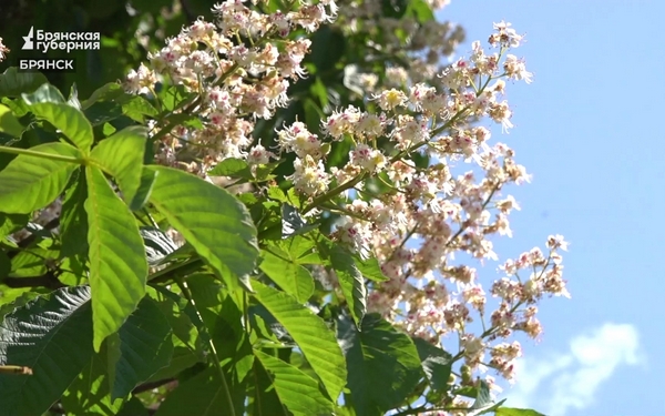 Вокруг Дворца культуры имени Кравцова в Брянске высадили около 50 деревьев и кустарников