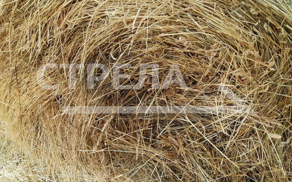 Сельхозпроизводители Брянщины начали заготовку кормов