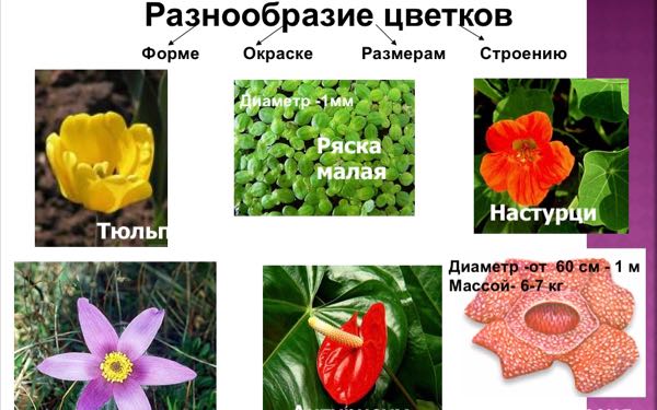 Цветок и его строение