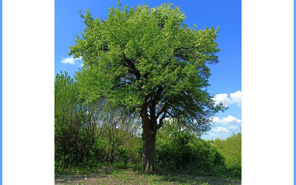 За звание российского дерева года борется брянская «Груша-кормилица»