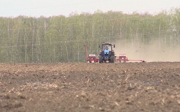 На Брянщине завершается посевная кампания