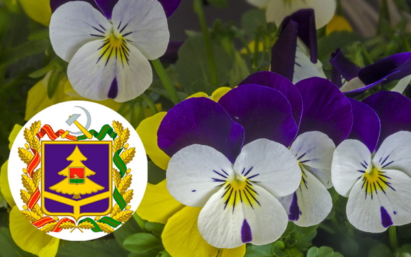 Анютины глазки стали символом Брянщины на фестивале «Будущее в цветах» в Москве