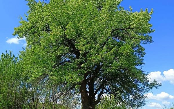 Брянское дерево «Груша-кормилица» борется за звание «Российское дерево года – 2024»