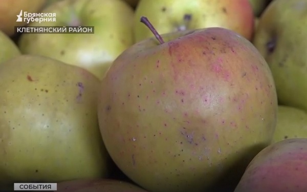 В Клетнянском районе Брянской области заработало плодохранилище на пять тысяч тонн