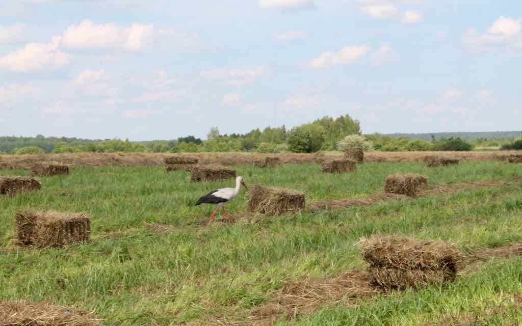 В Брасовском районе Брянской области активно заготавливают сено