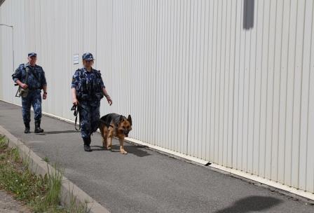 Кинологи уголовно-исполнительной системы несут службу в колониях и СИЗО области