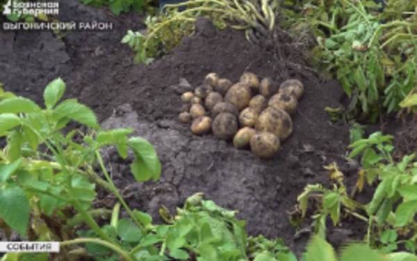 Делегация аграриев Приморья изучала опыт брянских растениеводов