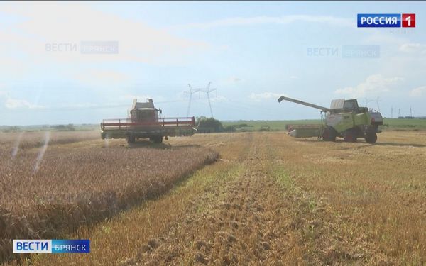 На Брянщине отмечается рекордная урожайность пшеницы