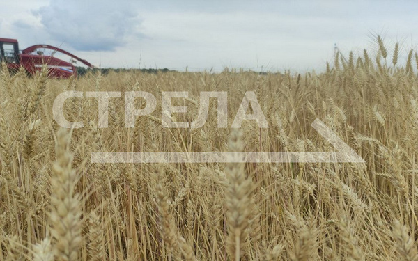 Главы брянских муниципалитетов отчитались о заготовке кормов и уборке зерновых