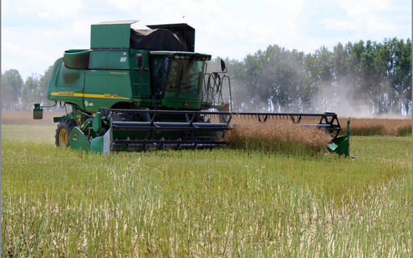 В сельхозпредприятиях Стародубского округа активными темпами идёт уборка рапса