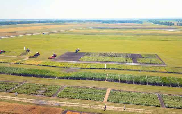 В Кокино Брянской области открылась агропромышленная выставка «День Брянского поля»