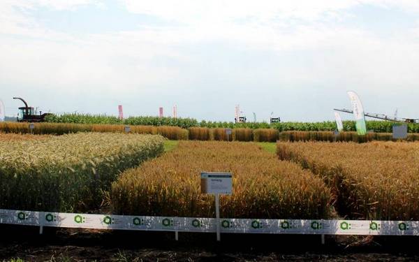 В Брянской области завершилась 15-я агропромышленная выставка «День брянского поля»