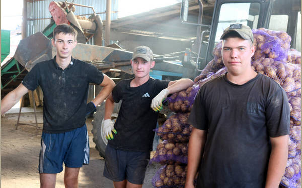 Выпускники Брянского аграрного техникума трудятся на уборке раннего картофеля в Стародубском округе