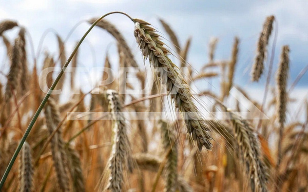 В Климовском районе завершили сев озимых культур