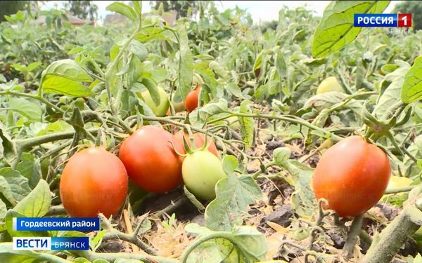 Аграрии Брянщины приступили к уборке овощей