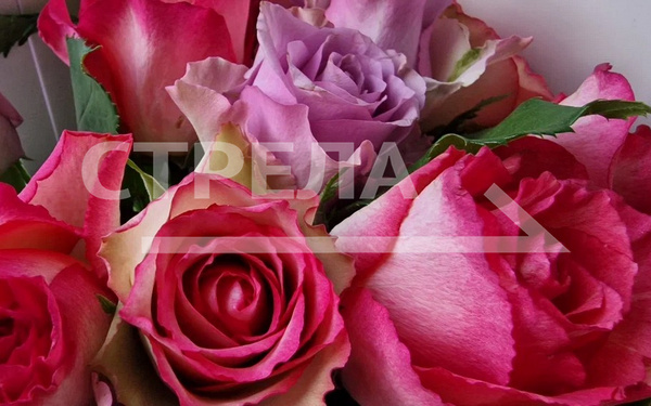 В финал конкурса «Сердце отдаю детям» вышли педагоги Брянщины