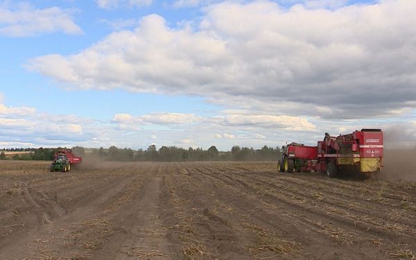 Уборка картофеля ранних сортов на Брянщине завершена