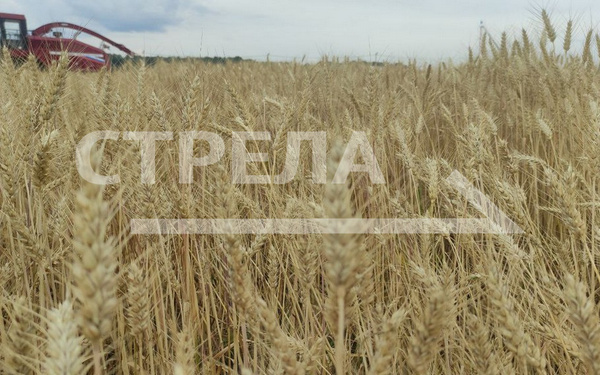 Губернатор Брянщины: «По развитию сельского хозяйства мы лидеры в стране»