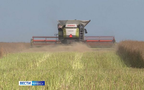 Аграрии Брянщины завершают уборку рапса