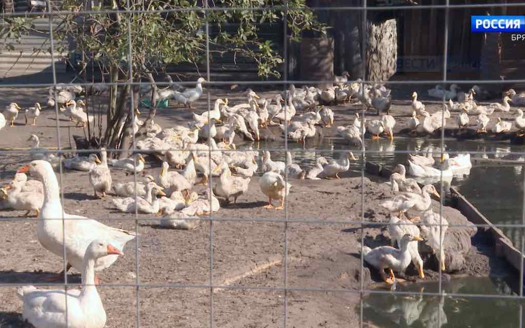 Двенадцать предпринимателей из Брянской области получат господдержку по программе «Агростартап»