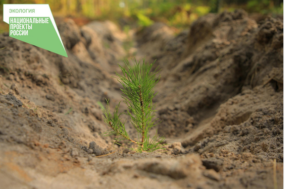 На Брянщине на площади 2,9 тысячи га выполнены работы по лесовосстановлению