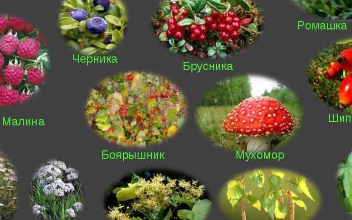 Лесная сказка