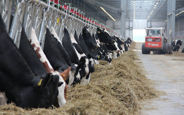 Брянщина лидирует среди других регионов России по производству мяса