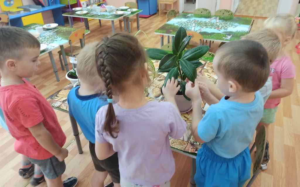 Ознакомление с комнатными растениями