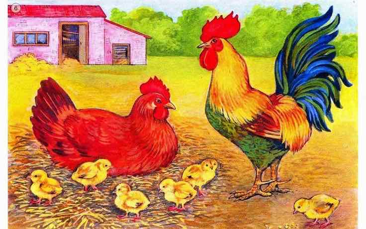 Петушок и его семья