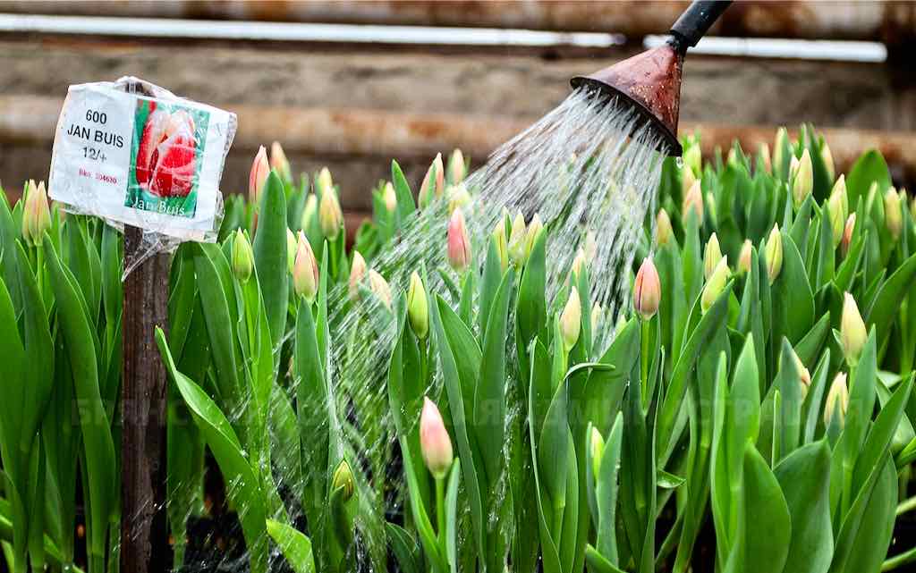 Брянск украсят в 2025 году более 300 тысяч цветов