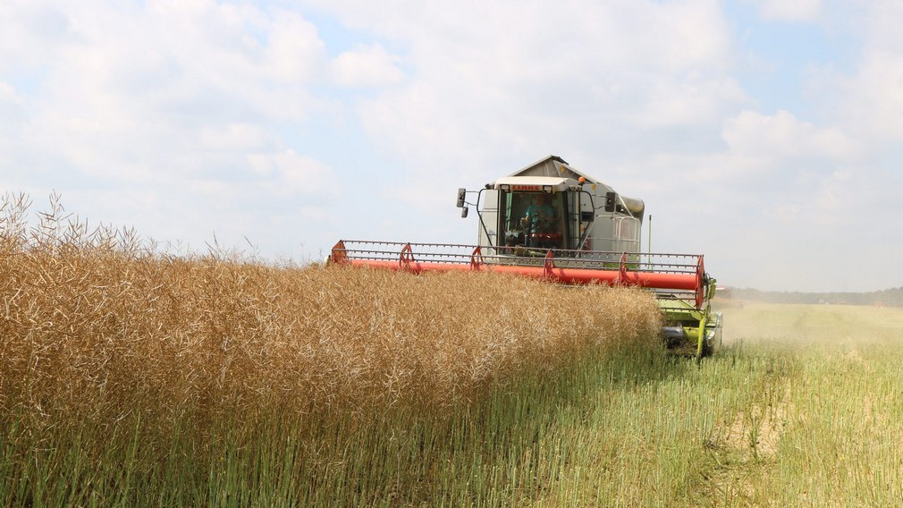 В Брянской области в этом году достигнута высокая урожайность овощных культур